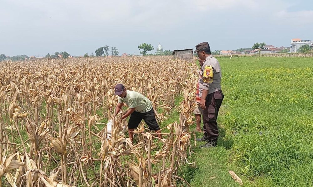 whatsapp image 2025 03 31 at 17.08.06 bc71106d