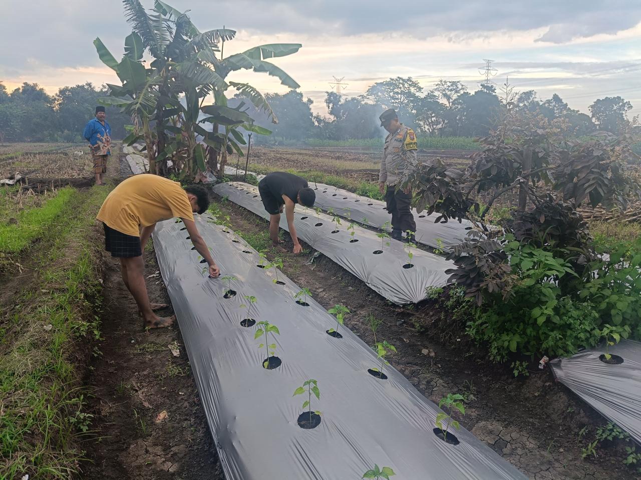 whatsapp image 2025 05 13 at 16.47.27