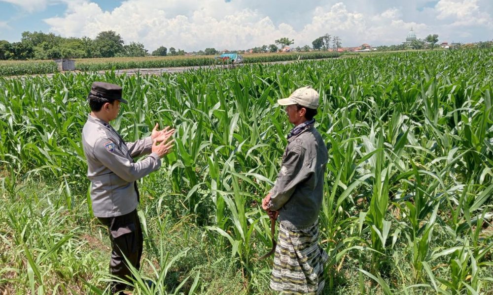 whatsapp image 2025 05 16 at 17.39.40 03cc4e4a