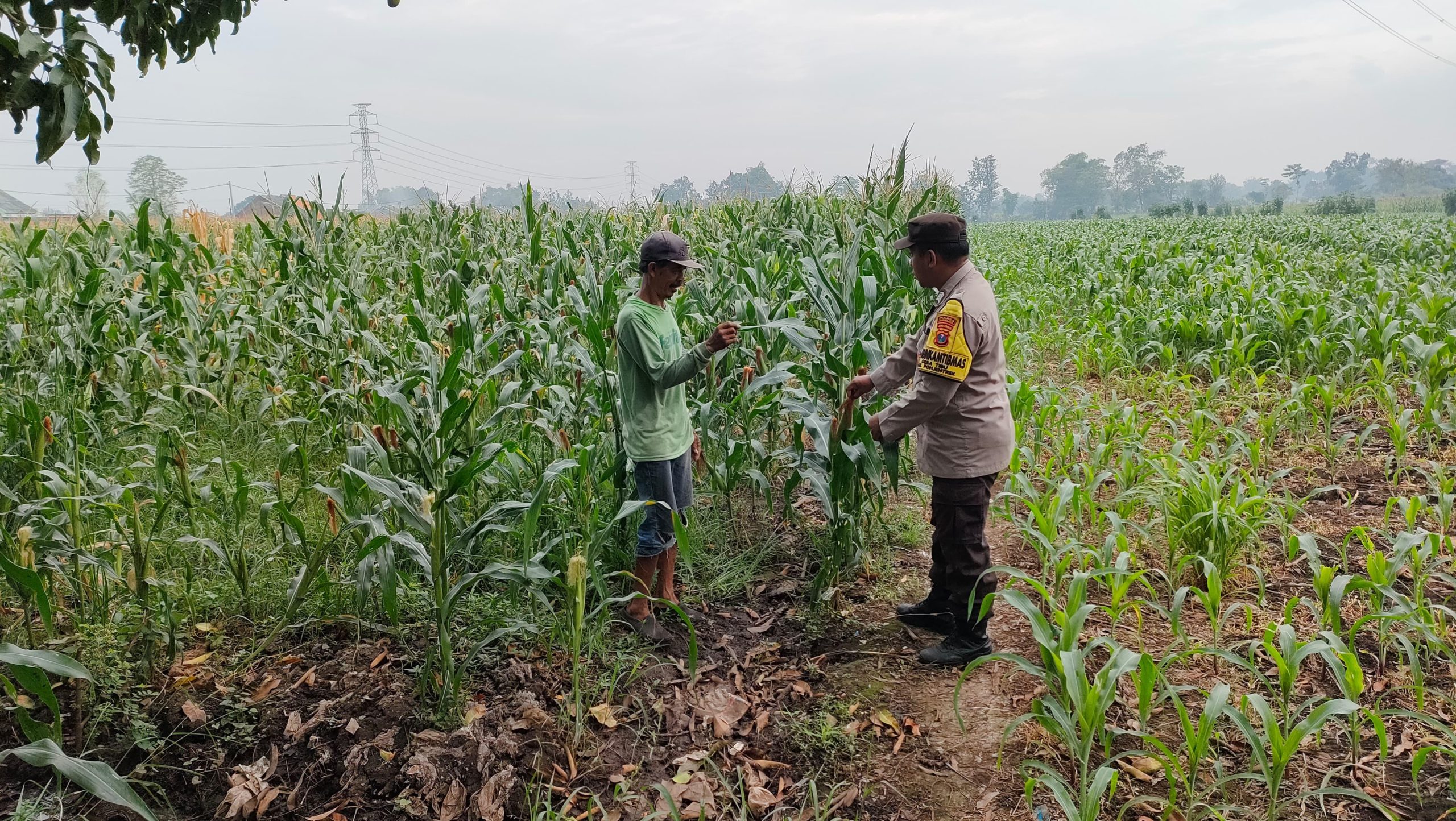 whatsapp image 2025 07 17 at 19.12.52