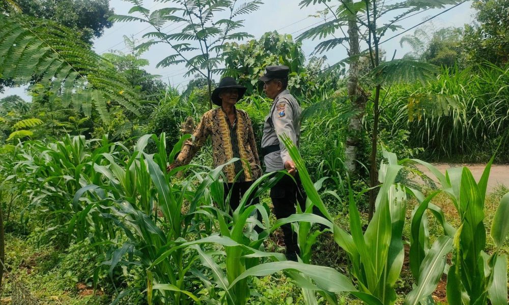Bhabinkamtibmas Desa Karangkliwon Aktif Dampingi Kelompok Tani, Dukung Ketahanan Pangan Nasional