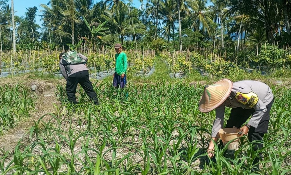Polres Lumajang Terjunkan Personel Penggerak Ketahanan Pangan Dampingi Warga Tani