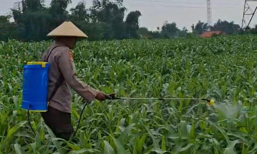 Dukung Asta Cita Presiden, Bhabinkamtibmas Desa Pekangkungan Aktif Dampingi Petani Jagung