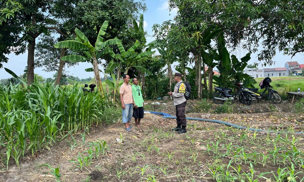 Bhabinkamtibmas Polsek Pohjentrek Aktif Dampingi Petani, Dukung Ketahanan Pangan Nasional