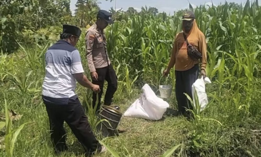 Dukung Asta Cita, Bhabinkamtibmas Polsek Keboncandi Lakukan Monitoring Lahan Binaan Polri untuk Perkuat Ketahanan Pangan
