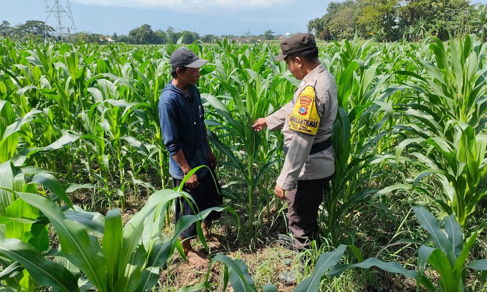 Dukung Asta Cita, Bhabinkamtibmas Polsek Pohjentrek Aktif Dampingi Kelompok Tani