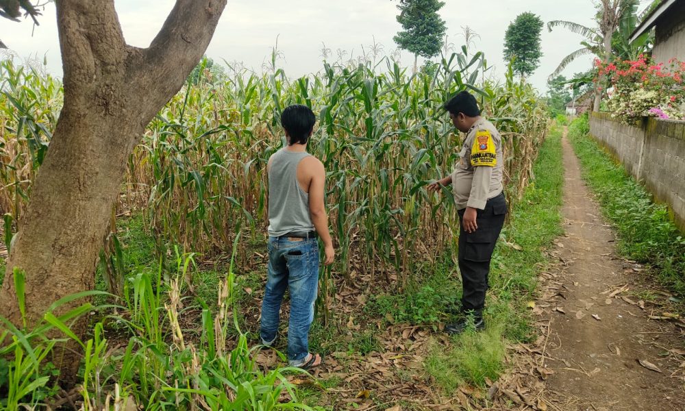 Bhabinkamtibmas Desa Penunggul Pantau Lahan Jagung, Dukung Ketahanan Pangan Nasional