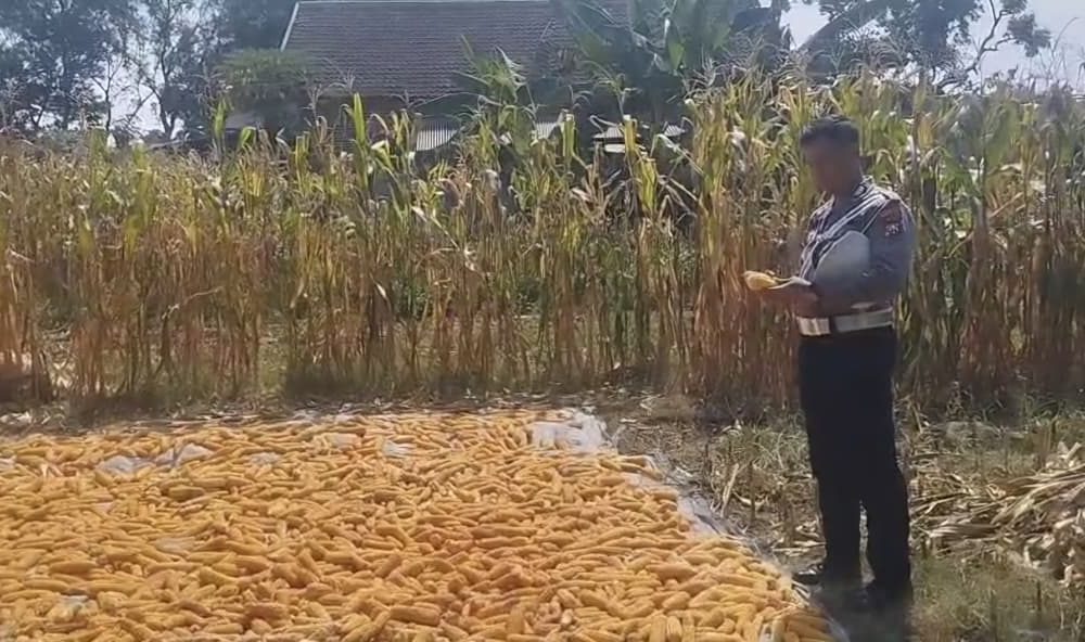 Dukung Swasembada Pangan, Bhabinkamtibmas Polsek Purworejo Monitoring Tanaman Jagung