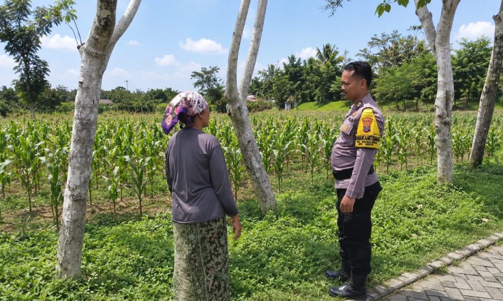 Polres Pasuruan Kota Dukung Ketahanan Pangan, Bhabinkamtibmas Dampingi Petani Jagung di Desa Jatirejo