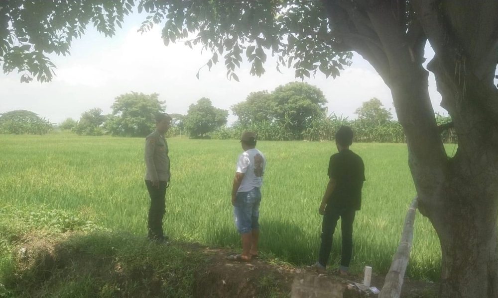 Dukung Asta Cita Presiden, Bhabinkamtibmas Kraton Sambangi Petani Padi
