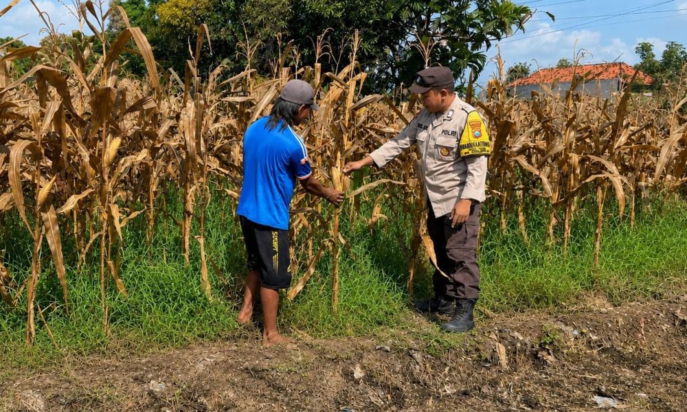 Bhabinkamtibmas Desa Logowok Dampingi Petani Jagung, Dukung Ketahanan Pangan Nasional