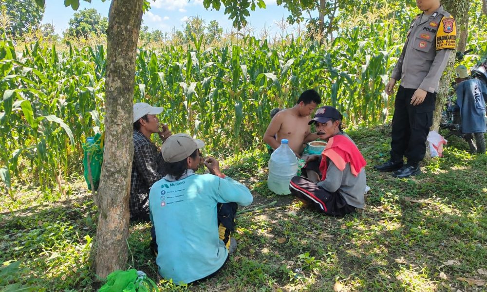 Polres Pasuruan Kota Dukung Ketahanan Pangan, Bhabinkamtibmas Dampingi Petani di Desa Sedarum