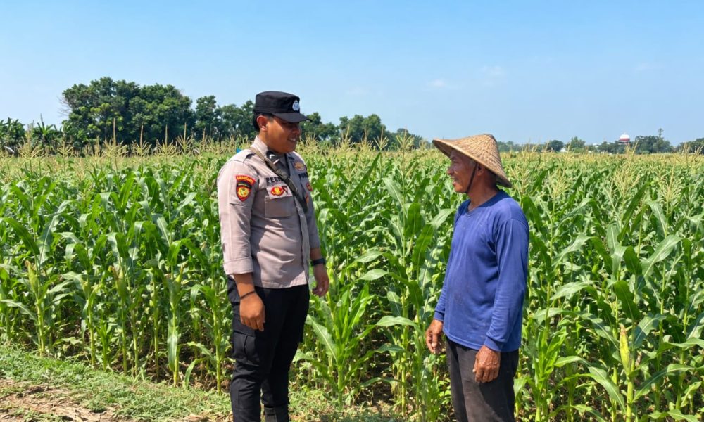 Sinergi Polri Dan Petani, Bhabinkamtibmas Desa Jatirejo Kawal Produktivitas Lahan Jagung