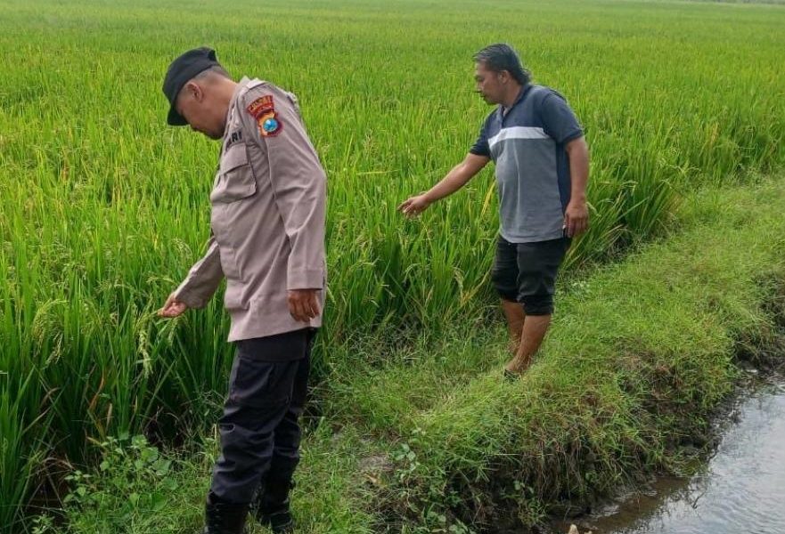 Bhabinkamtibmas Gondangrejo Sambangi Petani, Polri Kawal Ketahanan Pangan Menuju Swasembada
