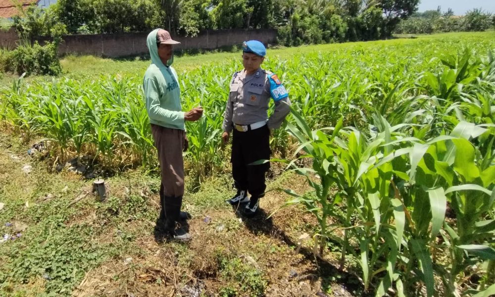 Bhabinkamtibmas Kebonagung Dampingi Petani Jagung, Dukung Ketahanan Pangan di Kota Pasuruan