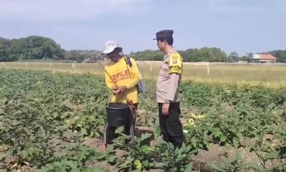 Bhabinkamtibmas Kalirejo Turun ke Sawah, Bantu Petani dan Dukung Ketahanan Pangan